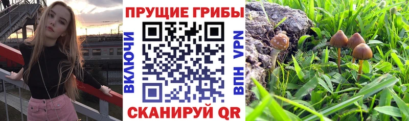darknet телеграм  Королёв  Псилоцибиновые грибы ЛСД 